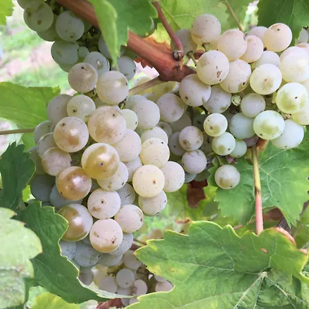 Apartment Ferienweingut Willems *