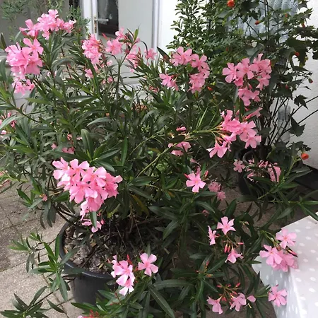 Apartment Ferienweingut Willems