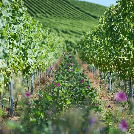 Appartement Ferienweingut Willems *