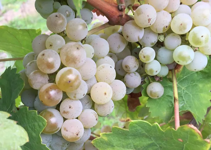 Apartman Ferienweingut Willems *