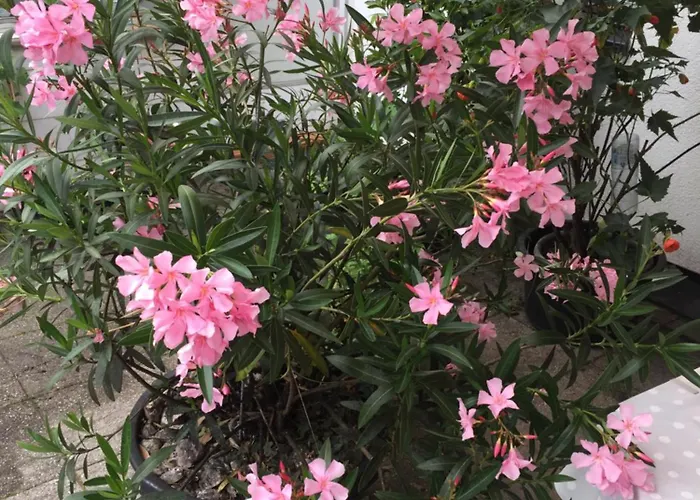 Apartman Ferienweingut Willems