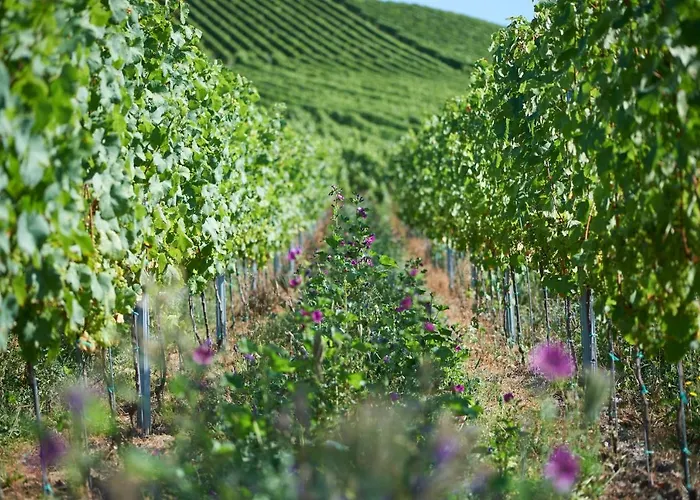 Apartman Ferienweingut Willems *